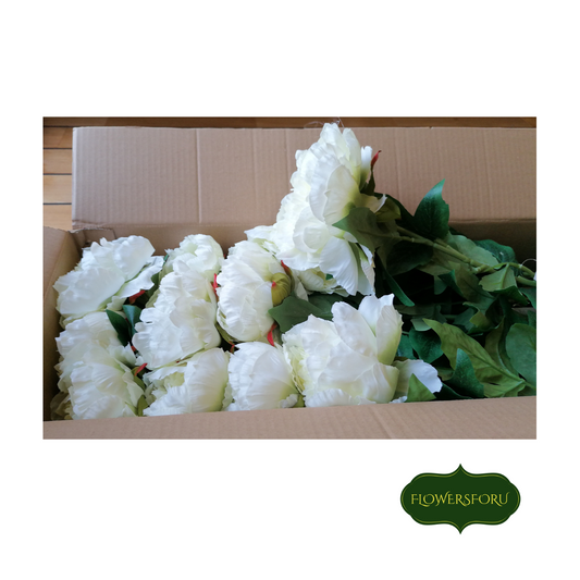 peonies blooming flowers stem cream green leaves 75cm