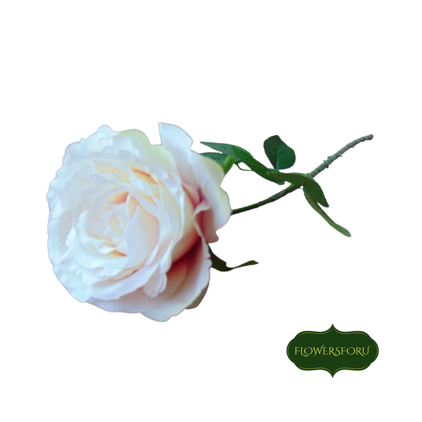 Ivory colour stem rose bloom green leaves