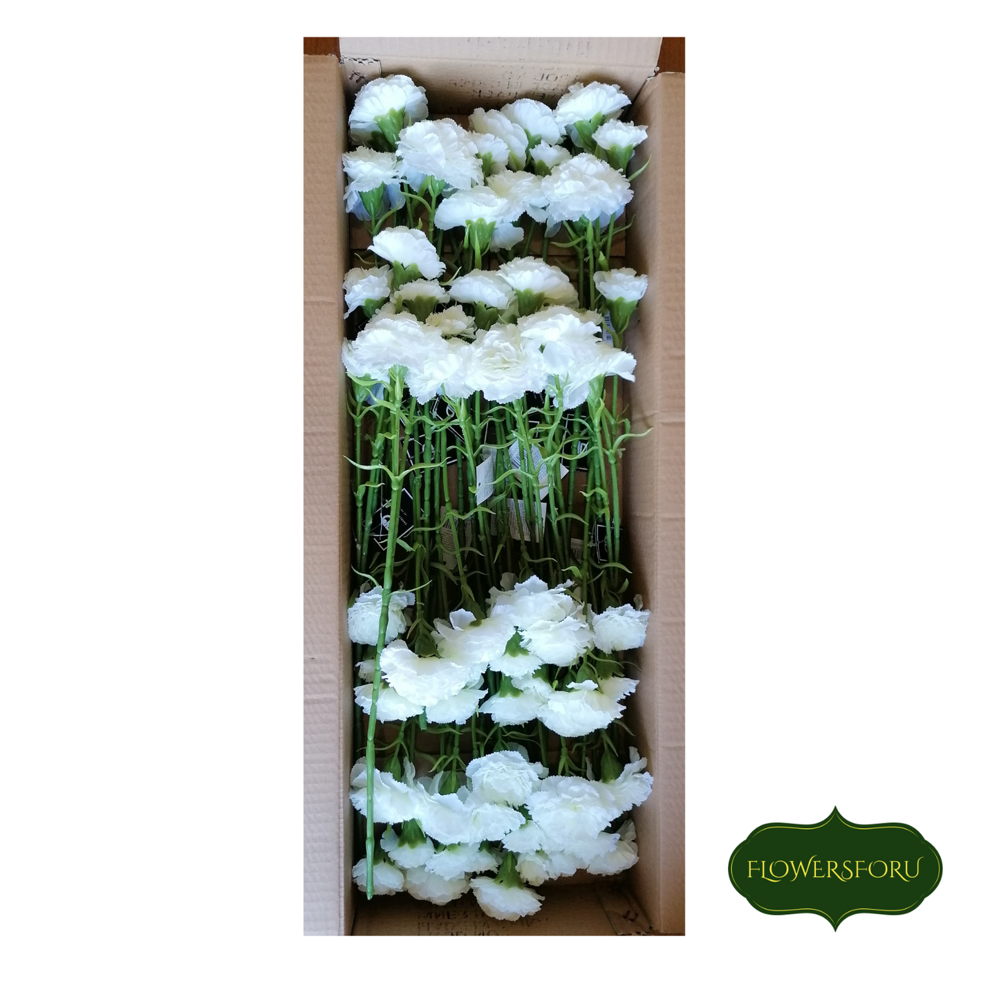 CARNATION 58cm Ivory 24PCS/BOX