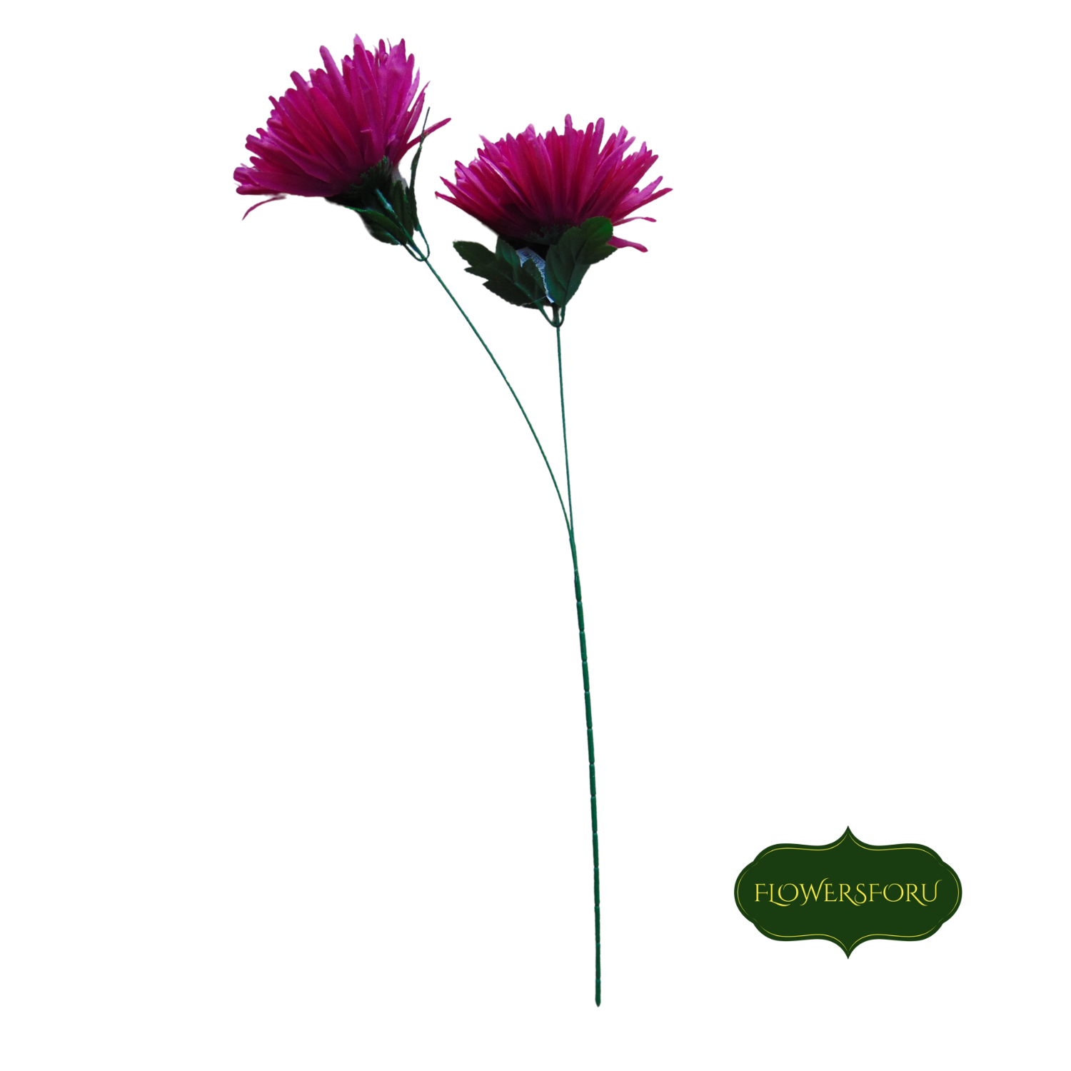 stem 2 flowers pink dahlia green leaves