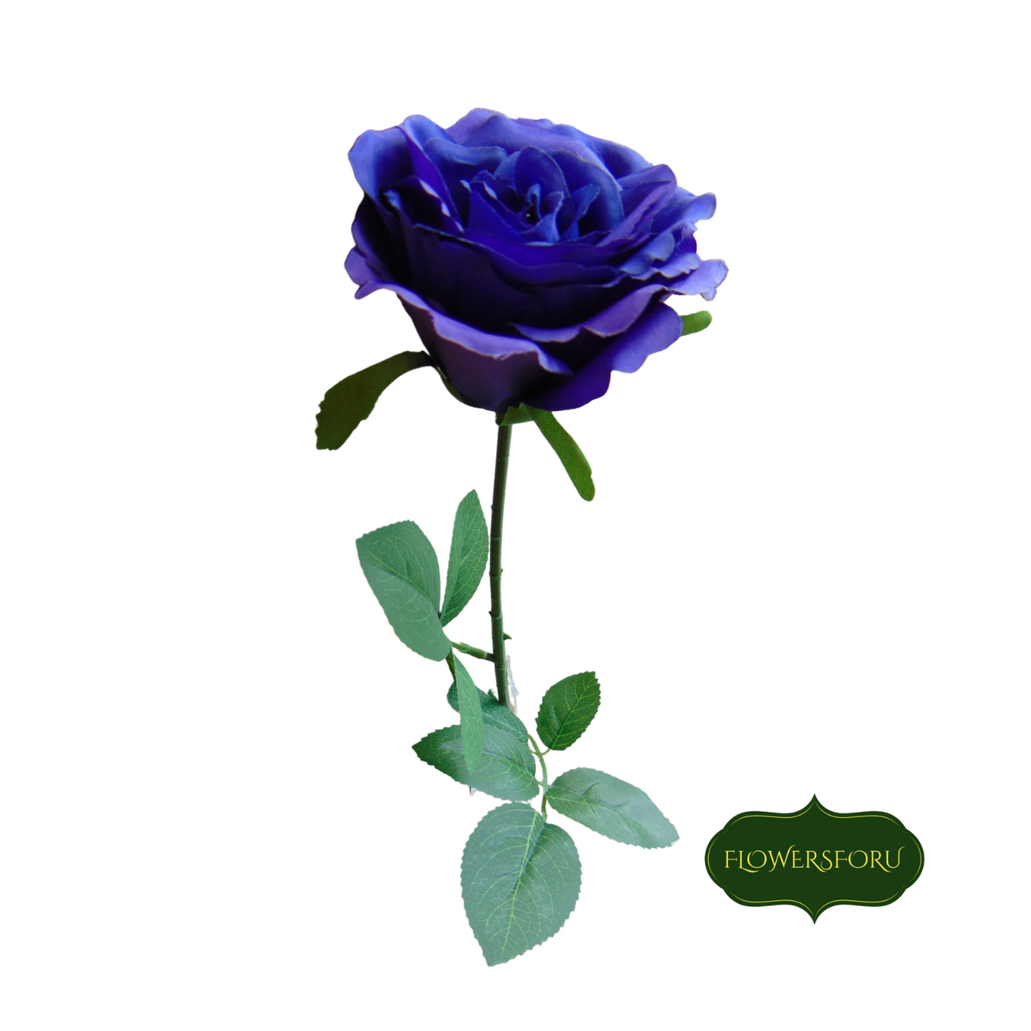 blooming rose purple flower green leaves 66 cm long stem