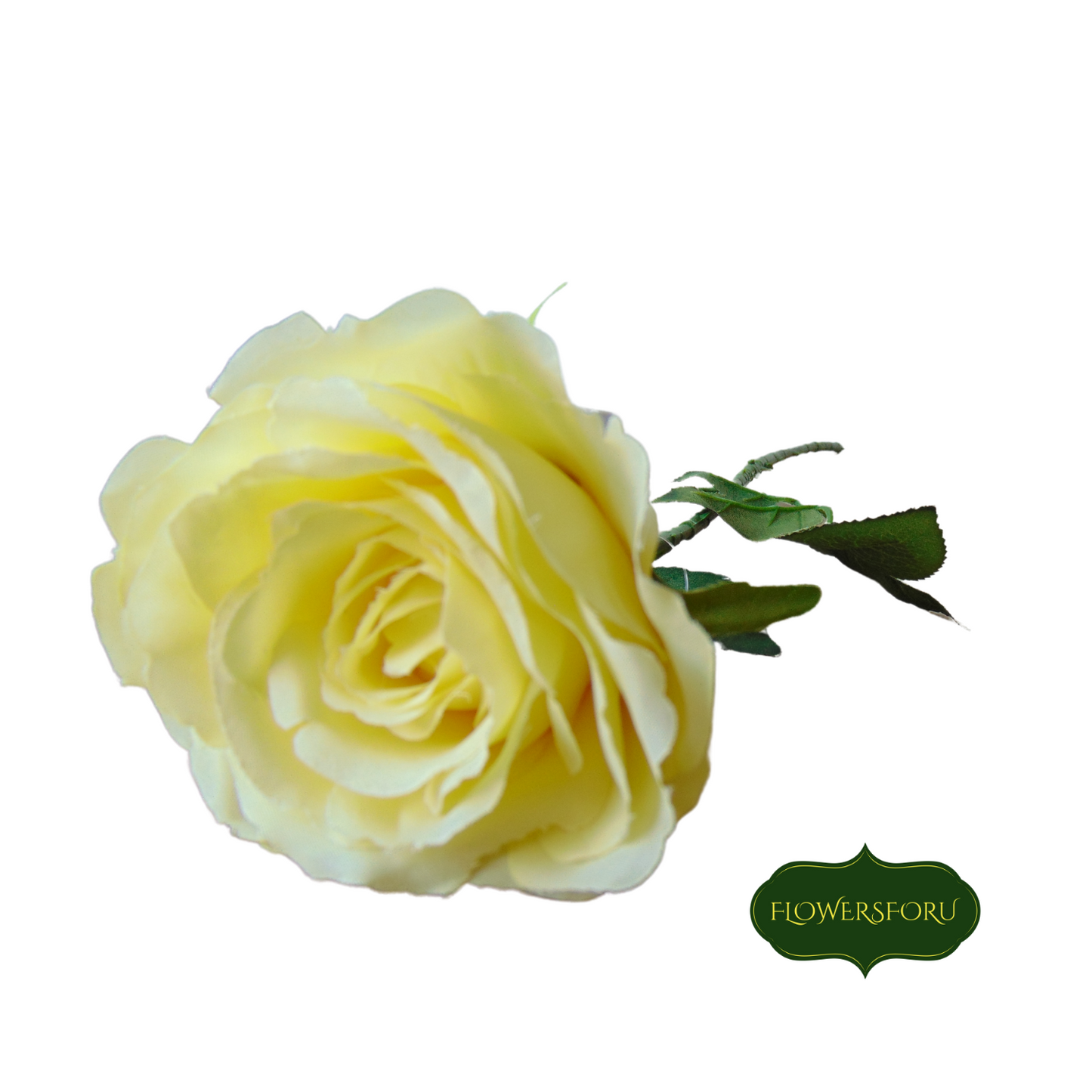 rose blooming stem yellow green leaves 66 cm long flower