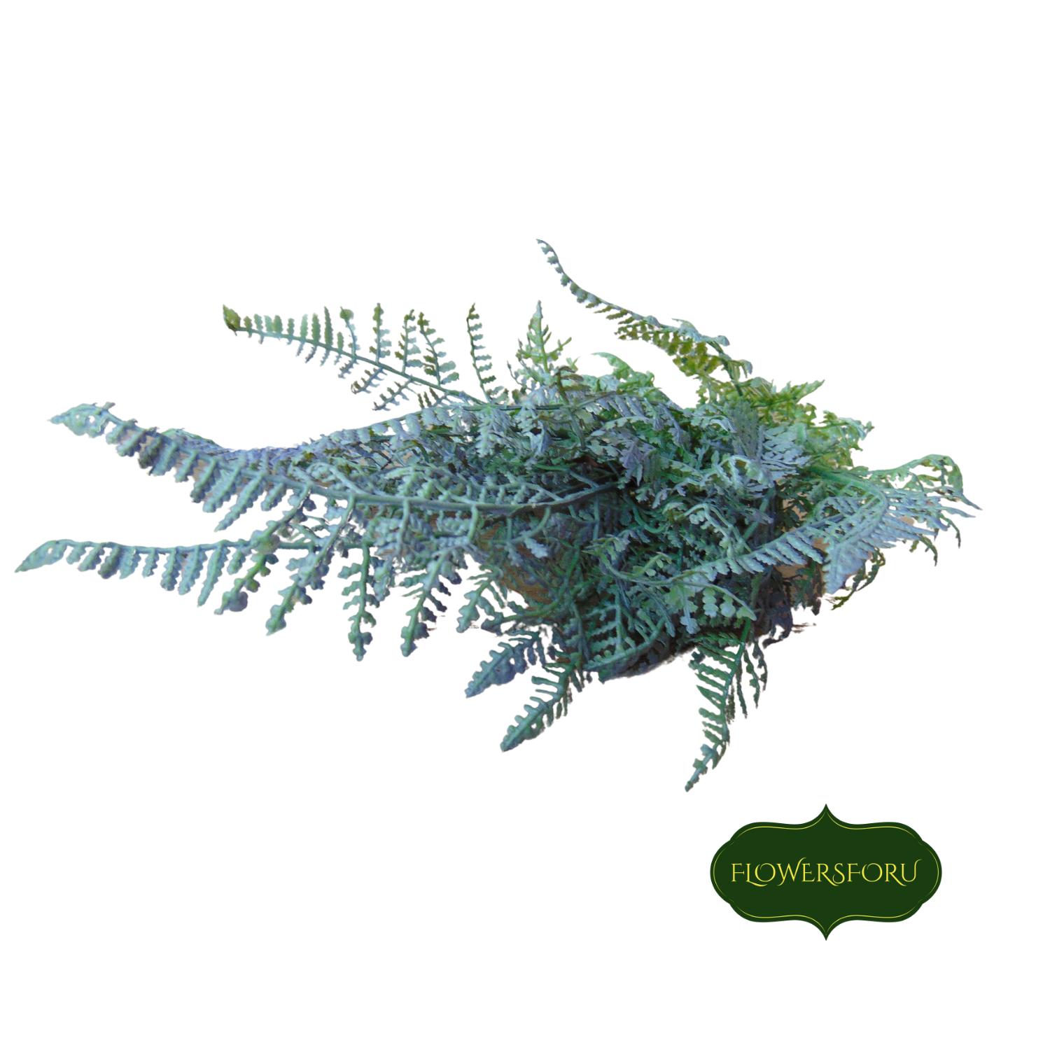 stem forest fern 42cm long leaves small